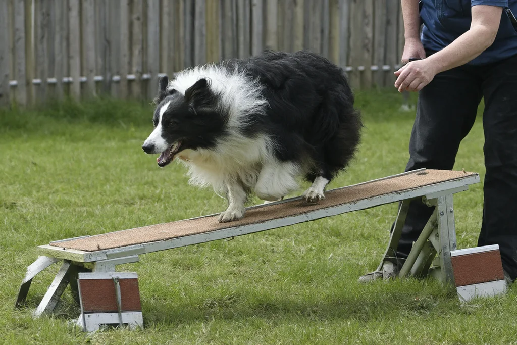 Výcvik psa pro agility