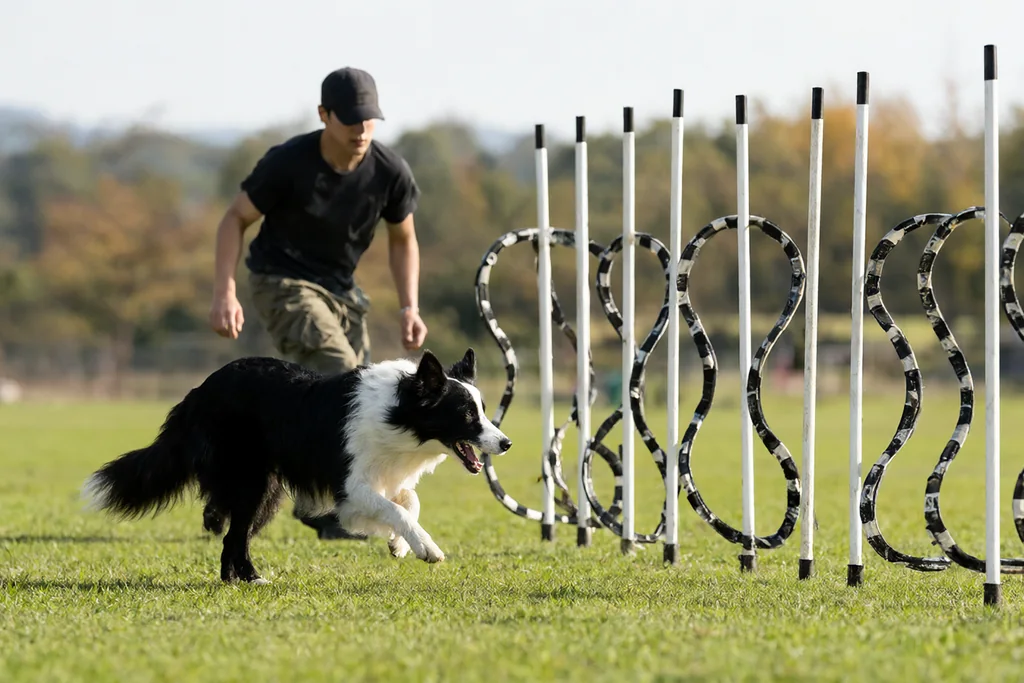 Začni s agility: první měsíc přípravy